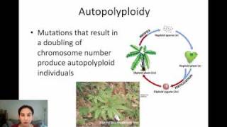 Sympatric Speciation via Polyploidy [upl. by Edac823]