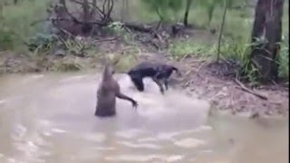 KangaRoo vs Dog Water Fight [upl. by Ytsirc271]