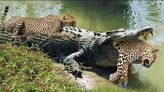 Crocodiles Wait For Leopard Across The River  Harsh Life [upl. by Edrea571]