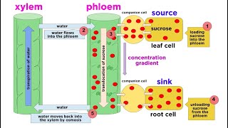 Types of Plant Tissues [upl. by Eidur805]