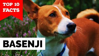 Basenji  Top 10 Facts [upl. by Brendon]