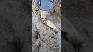 Waders getting stuck in deep mud [upl. by Khalin174]