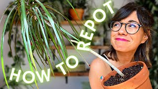 Dracaena repot THE RIGHT WAY [upl. by Thecla295]