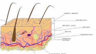 Merkel cells [upl. by Walt]