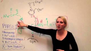 Chymotrypsin Mechanism [upl. by Sefton482]