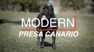 THE MODERN PRESA CANARIO [upl. by Dane]