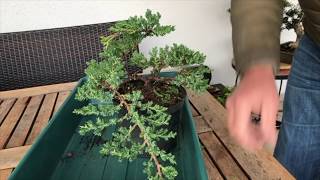 How to Create a Juniper bonsai for cheap Absolute best conifer bonsai for cascade style [upl. by Kcirej]