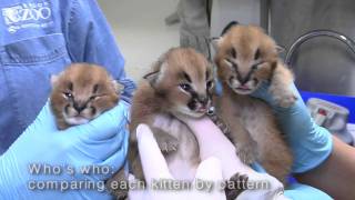 Caracal kittens at the Oregon Zoo [upl. by Ahsaeyt]