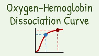 Oxygen Hemoglobin Dissociation Curve [upl. by Rorry]