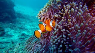 CLOWNFISH and Anemone [upl. by Assiruam]