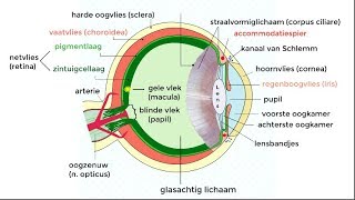 Het oog fysiologie en aandoeningen [upl. by Hiller]