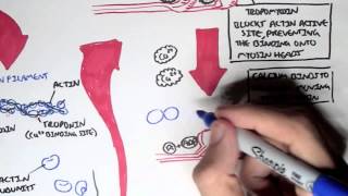 Myology  Skeletal Muscle Sarcomere Myosin and Actin [upl. by Gaeta]