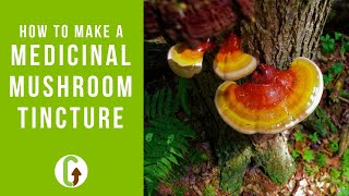 How To Make A Double Extract Medicinal Mushroom Tincture StepByStep Guide  GroCycle [upl. by Nnyliram]