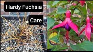 How to care for hardy fuchsia plants  container flower gardening [upl. by Annam517]