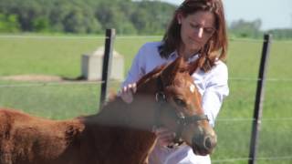 Treatment and Control of Foal Diarrhea Part 3 of 3 [upl. by Aneliram433]