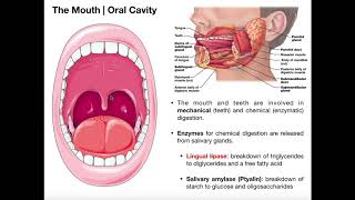 Anatomy amp Physiology of the Oral Cavity amp Pharynx [upl. by Derk416]