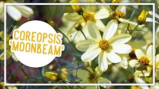 Plant of the Week Coreopsis Moonbeam [upl. by Karry]