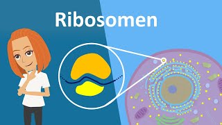 Ribosomen  Translation Aufbau amp Funktion  Studyflix [upl. by Gnaht]