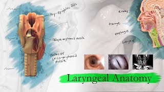 Introduction to Larynx Pharynx and Airway Anatomy [upl. by Arateehc]