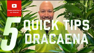 5 Quick tips Dracaena [upl. by Dyl]