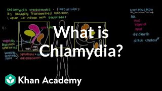 What is chlamydia  Infectious diseases  NCLEXRN  Khan Academy [upl. by Dasa]