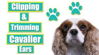 Grooming Cavalier King Charles Spaniel Ears [upl. by Urbanus]