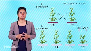 Mendels experiment  Monohybrid Cross  Law of Segregation [upl. by Nnairet]