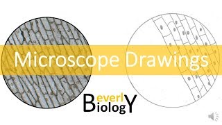 Proper Microscope Drawings and Observations [upl. by Maxantia]