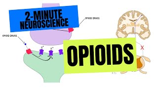 2Minute Neuroscience Opioids [upl. by Ainigriv]