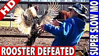 Catching Rooster Attack in MidAir EPIC [upl. by Pierson]