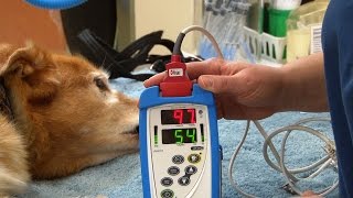 How to Obtain a Pulse Oximetry Reading [upl. by Mirth]