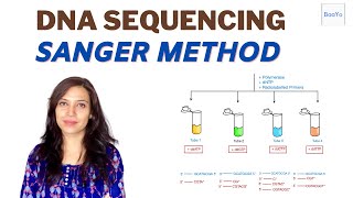 Dideoxy DNA Sequencing  Sanger method [upl. by Nosrettap]