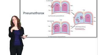 Respiratory System Ventilation [upl. by Norford]