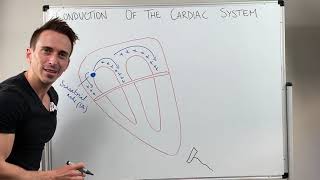 Heart Conduction amp ECG EKG Interpretation [upl. by Valerle995]