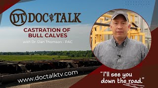 DocTalk Ep 318  Castration of Bull Calves [upl. by Iveel701]