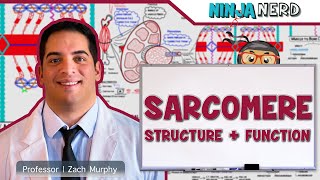 Musculoskeletal System  Sarcomere Structure Actin amp Myosin [upl. by Ketty951]