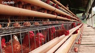 Integrated Fish amp Poultry Farm  Low Cost Mixed Farming System  Integrated Farming Model [upl. by Bronnie]