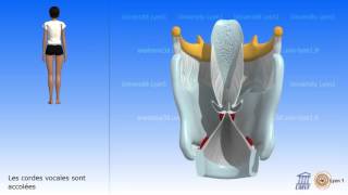 Le larynx Les cordes vocales Vibration des cordes vocales [upl. by Nador334]