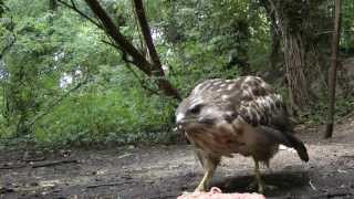 Sound Of A Buzzard Calling [upl. by Lise]