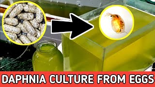 HOW TO HATCH DAPHNIA EGGS  HOW TO CULTURE DAPHNIA [upl. by Neros426]