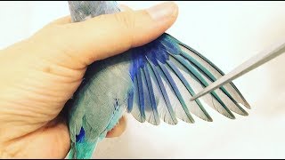 How to Clip a Parrots Wings Easy Steps [upl. by Aisined546]