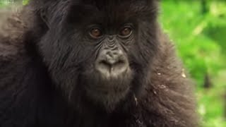 Meet This Family of Mountain Gorillas  Cousins  BBC Earth [upl. by Arocal]