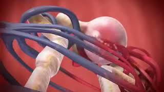 Glomerular Filtration animation [upl. by Loydie]