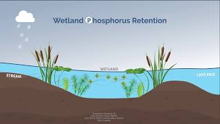 How Wetlands Work [upl. by Llennoj879]