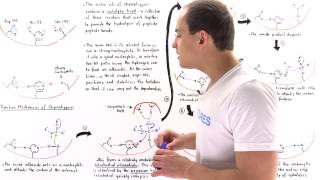 Mechanism of Chymotrypsin and Catalytic Triad [upl. by Rayshell]