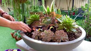 My large succulent dish arrangement [upl. by Marylin]