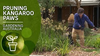 How to prune kangaroo paws [upl. by Reniti]