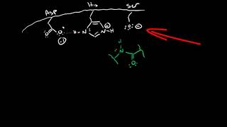 Serine Protease Mechanism [upl. by Solram]