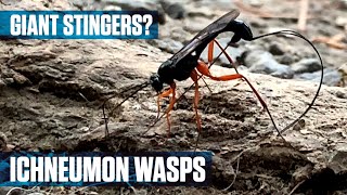 Parasitic Ichneumon Wasp [upl. by Annaillil890]