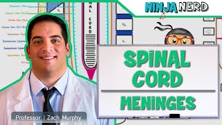 Neurology  Spinal Cord Meninges [upl. by Inesita]